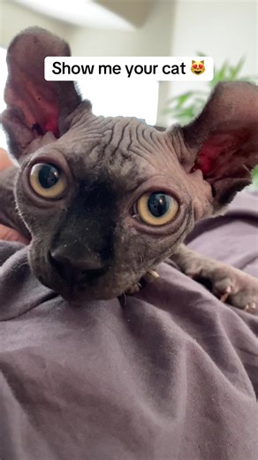 Show Me Your Adorable Pet Reveal