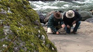 The Myth of the Golden Fleece in Colchis | Britannica