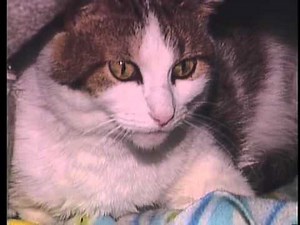 Animal shelter offers free cat adoptions