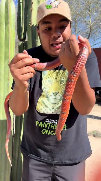 Serpiente del Coral: Verdadera o Falsa