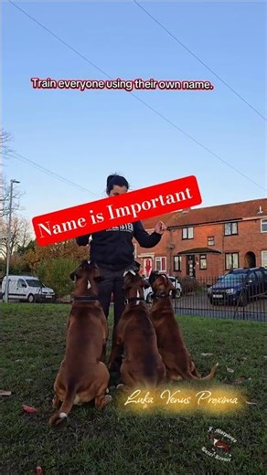 Multiple Dogs? Teach Each One Its Name!