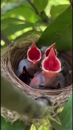 They were starving…and then she came back!