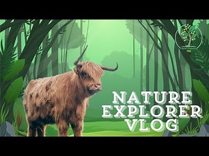 Highland Cows Nature Wild life Animals