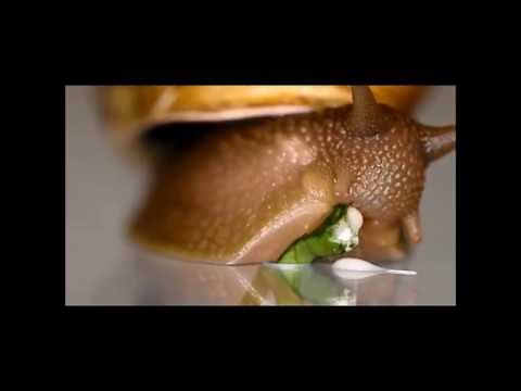 Forschung zur Raspelzunge von Landschnecken