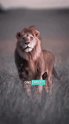 Which Predator Actually Dominates? The Answer Is Brutal #lions #eagles #crocodile