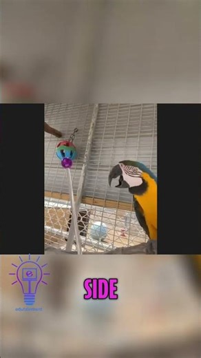 Houdini the Bird Targets! #shorts