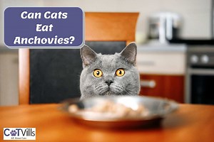 Can Cats Eat Anchovies? 7 Reasons Why They Should