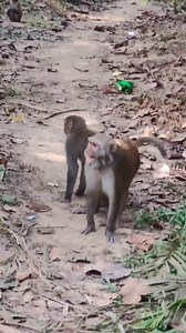 When the little baby monkey gets trapped in the house 😮😁 . . . . . . . . . #Monkeylife #babymonkey #angrymonkey | Monkey Life