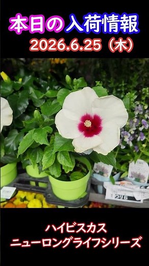 [06/25/2026] Hibiscus New Long-Life Series [New Arrival Highlight] #gardening #horticulture #life...