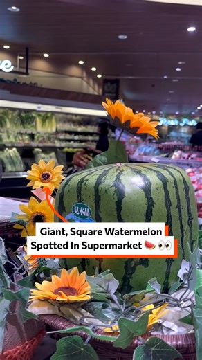 Giant, square watermelon spotted in supermarket 🍉👀 | Twisted