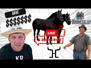 Best Prices on Percheron Horses (Buying Draft Horses)