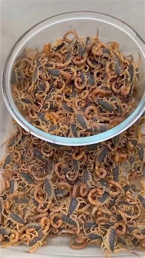 Why China Farms Scorpions? 🦂#scripton #farming