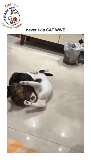 Forget WWE! 😂 These two cats just turned the house into a wrestling ring — one acting like The Rock, the other like John Cena! 😹💥 Jumping, flipping, meow-slams and nonstop drama had us laughing like crazy! 🤣 If you love funny pet fights and cute chaos, follow @TitansPetPK for more epic moments!” #TitansPetPK #FunnyCats #WWECats #CatFight #CatReels #ViralReels #PetComedy #TrendingNow #MeowFight #AnimalComedy #CatsOfInstagram #ViralVideo #ExplorePage #FYP #FunnyPets #MustWatch #PetLovers #cute