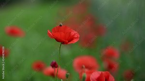 Poppy and bee on a poppy field. Amazing foreground and poetic background.Rich color before the rain
