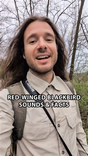 Navarre Marshall on Instagram: "Red-winged Blackbird Sounds & Facts 🐦‍⬛🎶 You may be familiar with the sounds of the Red-winged Blackbird, as their sounds are iconic near bodies of water. They have a high population and are heard all over the US. #birdcalls #birdsounds #birdfacts #animalfacts #merlinbirdid #cornellbirds #natgeoanimal #pbsnature #canonusa #shotoncanon @canonusa"