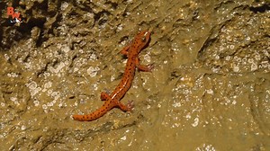 77K views · 827 reactions | Coyote and the crew hike deep into the West Virginia hills in search of the rare and cryptic Cave Salamander! | Coyote Peterson | Facebook