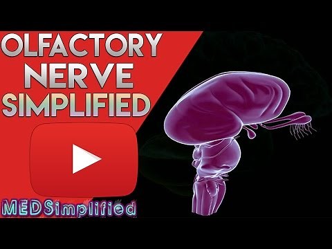 Olfactory Pathway - Nerve and Tracts