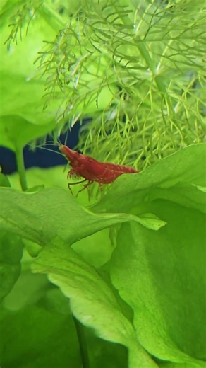 best addition to an aquarium #aquarium #shrimp #fishtank
