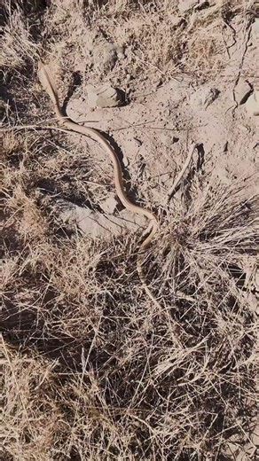 Same snake species, five different colorations!!!