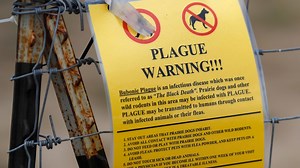 VERIFY: Cases of the bubonic plague appeared in China, but bubonic plague cases happen every year