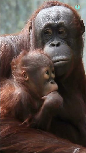 The Wild Life of Orangutans: Discover Their Untamed World