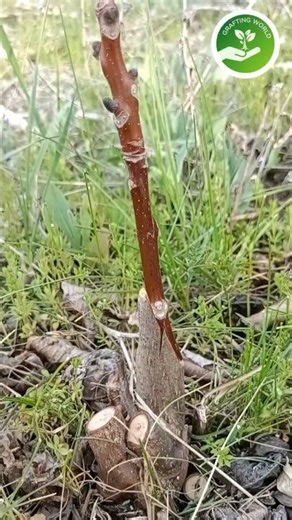 Walnut Grafting Perfect Timing and Technique
