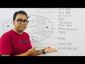 ক্লোরোপ্লাস্ট অঙ্কন। Easy Chloroplast drawing for students