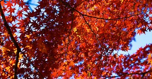 Fall foliage at its peak in Texas, enjoy it!