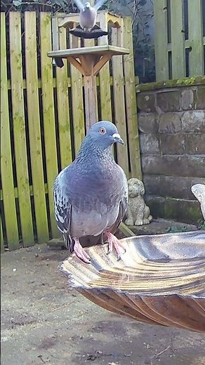 Feral pigeon / rock dove (Columba Livia) #pigeonlovers