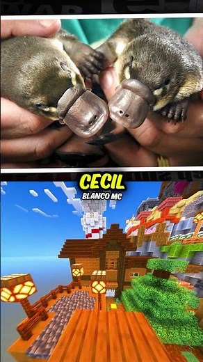 Este ornitorrinco le hizo una broma al mundo entero 🤯😰 #shorts #curiosidades