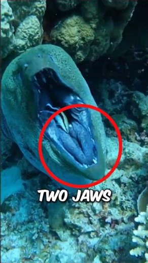 The Sea’s Creepiest Predator Has 2 Jaws! 🦷🦷😱