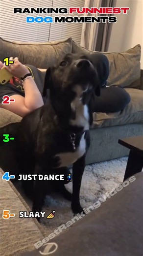 Ranking the FUNNIEST Dog Moments! 🐶🏆 #funny #dog #shorts #ranking #best