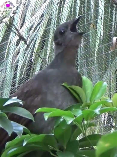 Singing#lyrebird