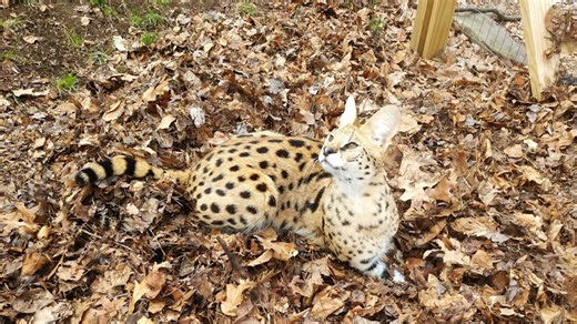 African cats escape storm-damaged pen in western Berks, are not threat, center says