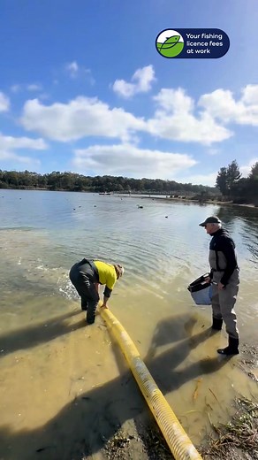 On the road again! A big thanks to our Snobs Creek team for continuing their great work, stocking even more trout into our waterways this week. And a shoutout to the volunteers that have helped along the way! Here’s what was stocked: 🐟Lake Eildon – 46,000 brown trout & 18,000 rainbow trout 🐟Lake Fyans – 1,200 rainbow trout 🐟Lake Wartook – 5,000 brown trout & 5,000 rainbow trout 🐟Devilbend Reservoir – 12,000 brown trout & 25,000 rainbow trout All these trout were grown at our Snobs Creek hatc
