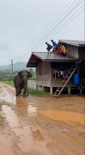 ช้างตกมัน‼️วิ่งหูตั้งพุ่งชนกำแพง ชาวบ้านหลบบนหลังคา #elephant #viral #animals #shortvideo