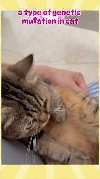 Genetic mutation in cat