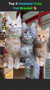 Top 5 Insanely Cute Cat Breeds 🥹🐈 #shorts #cat #cute