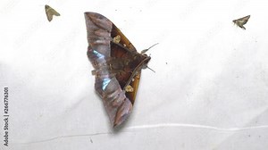 4K footage of nature moth on white cloth during night at Sabah, Borneo