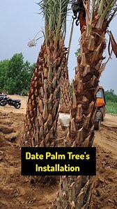 27K views · 104 reactions | Date Palm Tree Unloading and Installation #landscaping #datepalm | Baghwani Nursery & Landscaping | Facebook