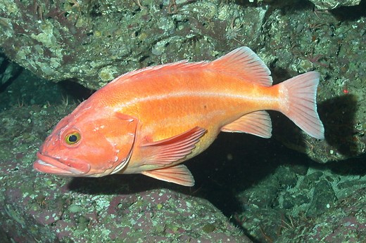 Pacific rockfish and the trade-offs of a longer life - Berkeley News