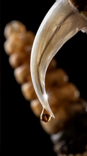 This Molecule Was Designed From Snake Venom #science #lookcloser #hiddenworld