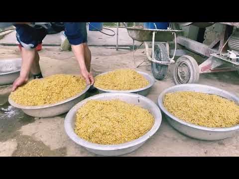 Organic Chicken farming method for egg production | #chicken #farming