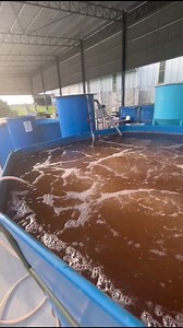 Check out our shrimp farming journey. We use Biofloc technology to cultivate shrimp with zero water exchange! Interested to learn more about aquaculture? Or to even explore the trade as a career? ⁠ ⁠ Contact us now at 60163764369 or sales@ras-aquaculture.com⁠ #aquacultured #sustainableaquaculture #urbanfarm#aquacultured #sustainableaquaculture #urbanfarmer #urbanfarmhouse #recirculatingaquaculture #mudcrab #mudcrabs #biosecurity #verticalfarming #aquafarming #aquaponicfarming #urbanagriculture #