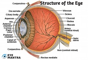 आंख की बनावट और उसके मुख्य भाग - Human Eye Anatomy in Hindi