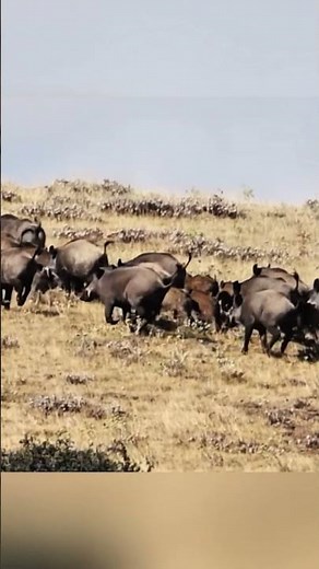 Epic Russian Wild Boar Hunt | Extreme Wilderness Adventure