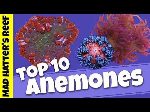 Top 10 Sea Anemones