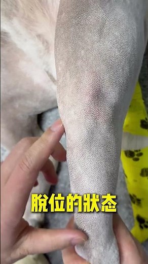 How to check if a dog has a patellar dislocation Even those with no prior knowledge ca