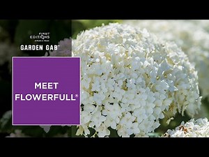 Meet FlowerFull® Smooth Hydrangea