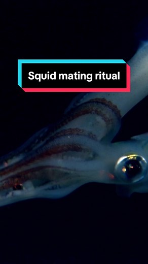 Squid mating ritual caught on camera. #squid #mating #naturedocumentary #ocean